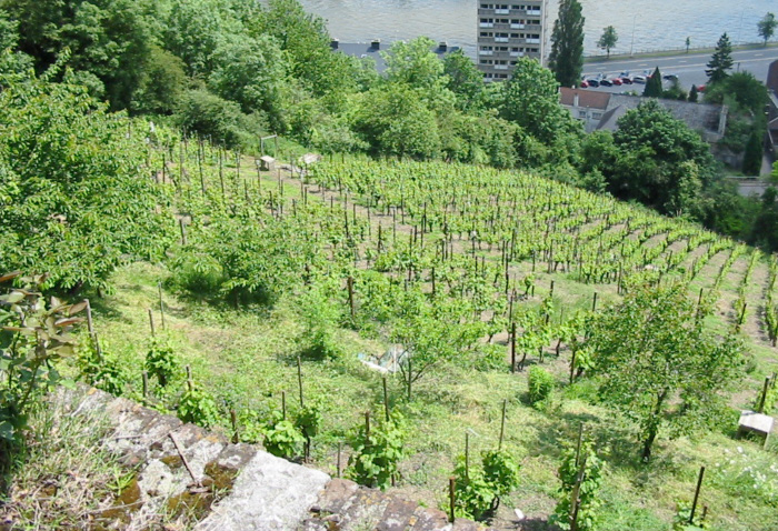 Clos Bois Marie à Huy