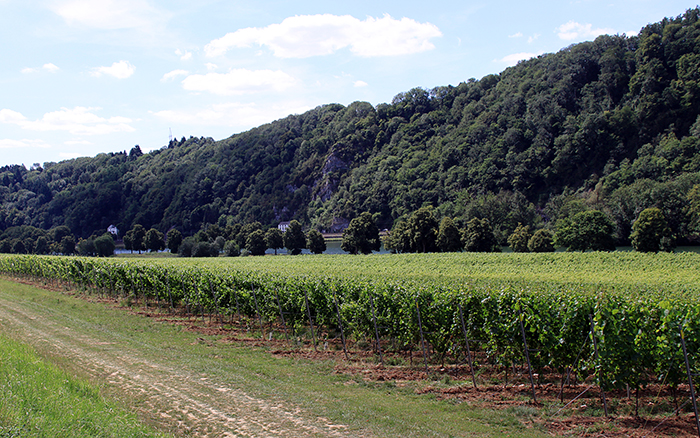 Le grand vignoble du Château Bon Baron à Houx (Yvoir)