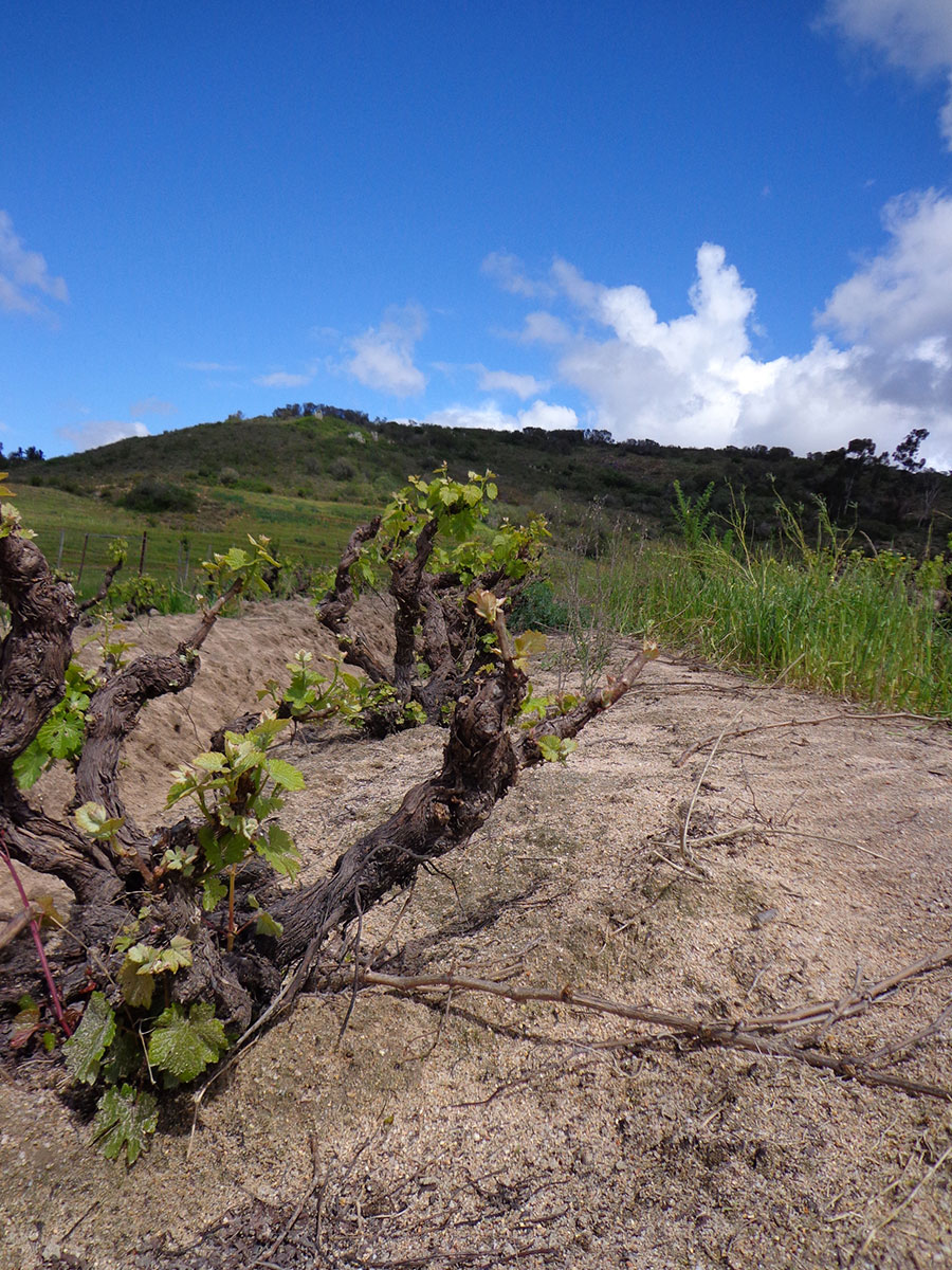 Vieilles vignes au Swartland