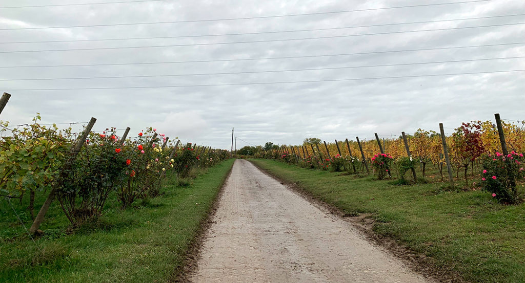 Le domaine du Chenoy