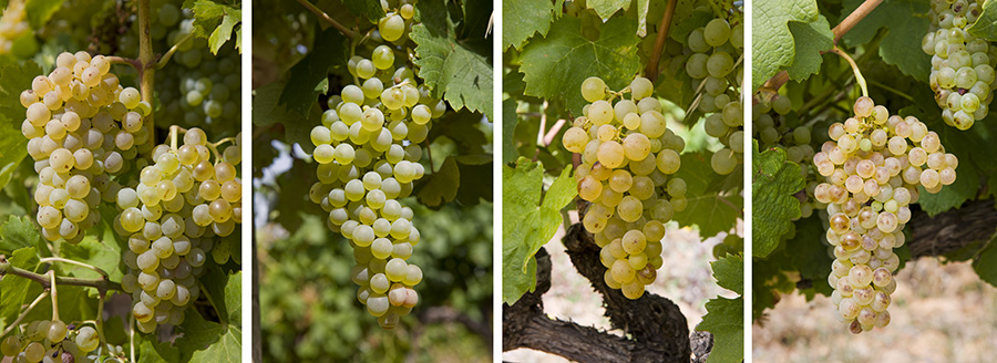 Grenache blanc, Clairette, Carignan blanc et Picpoul - ©InterRhône 