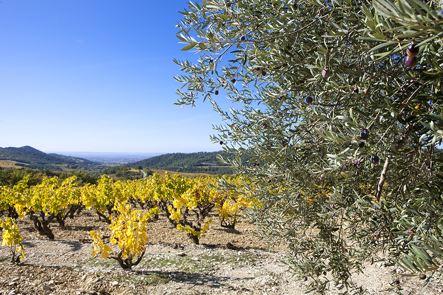 IR_05349_Ori-gigondas