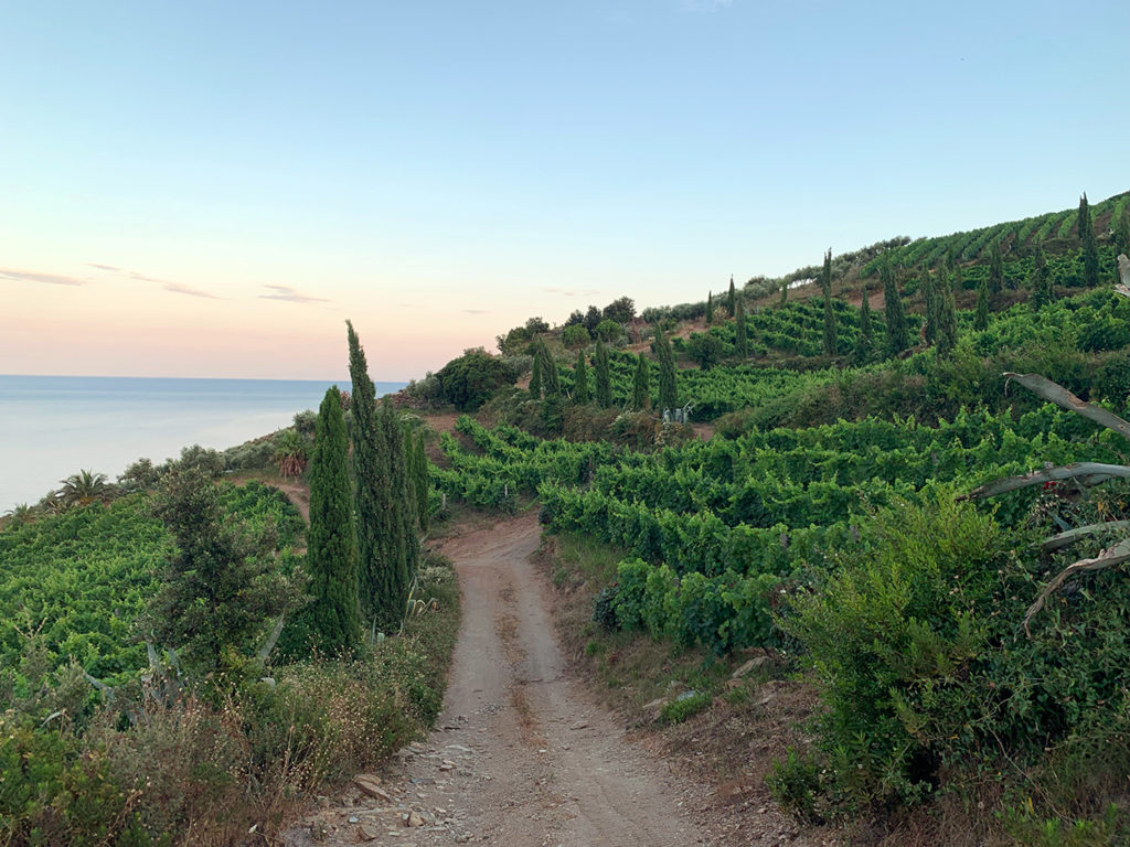 Le Cap-Corse est très prisé