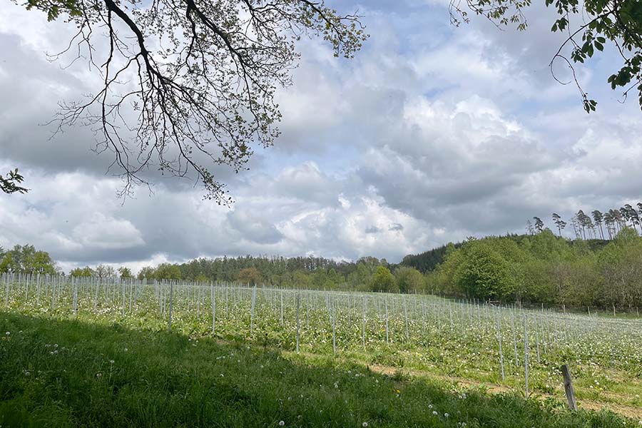 Rendeux: la parcelle de Pauline Robinet - © Vanel