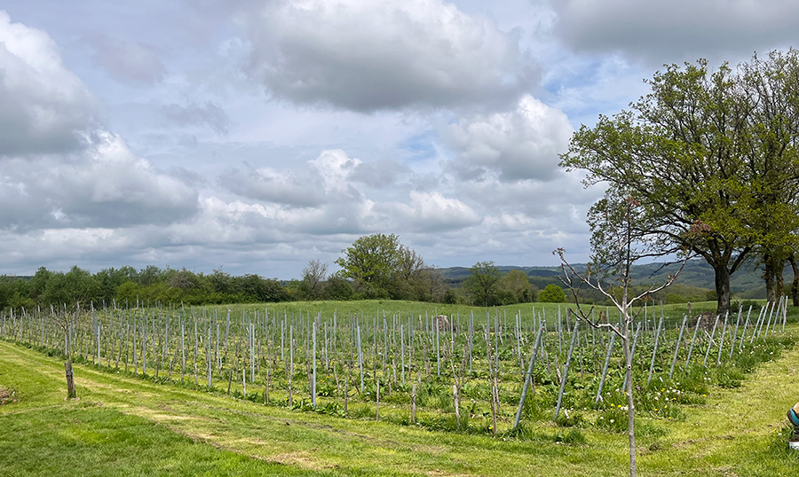 Vignerons de Rendeux: la parcelle principale 