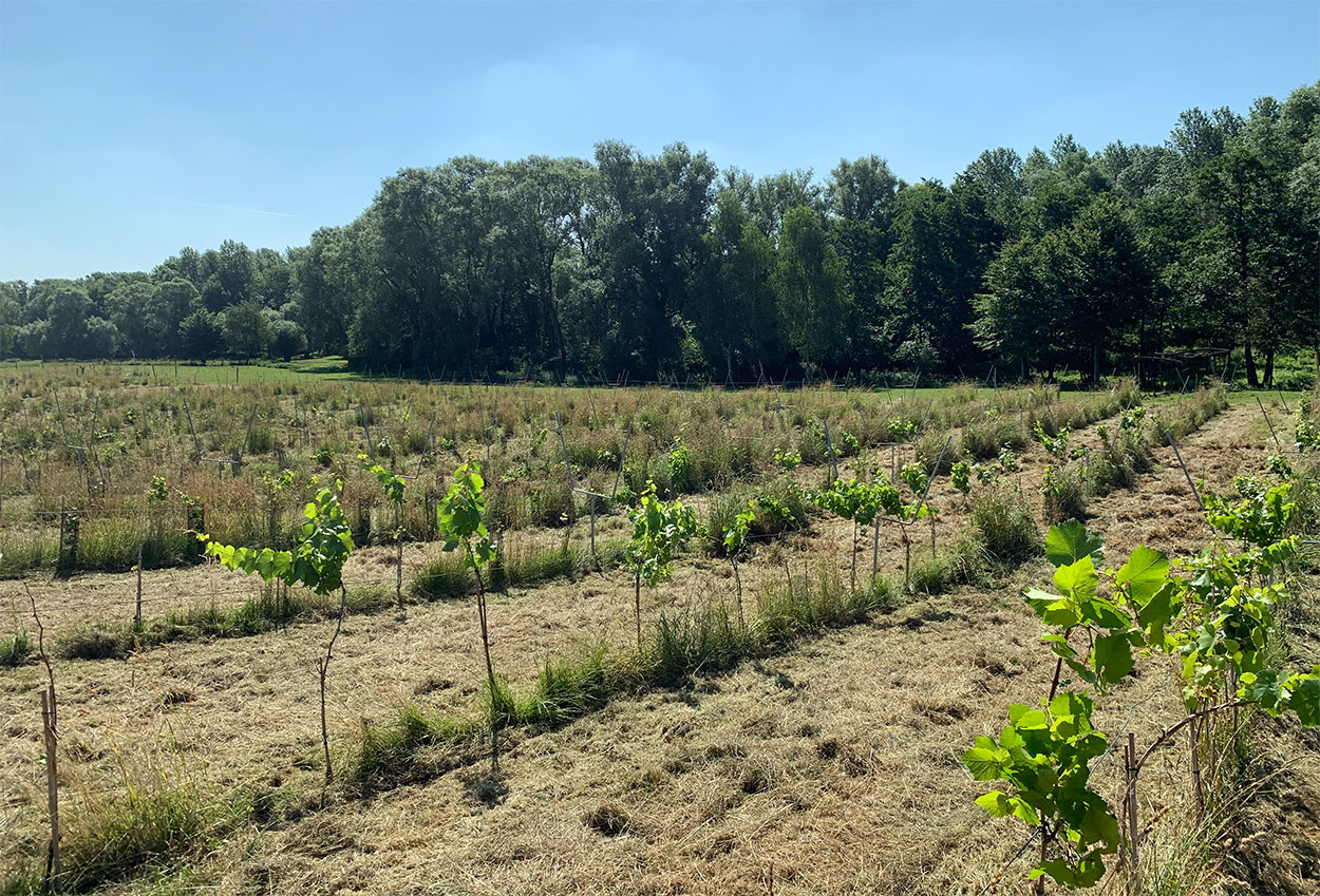 Le vignoble en 2020 lors de ma première visite. (© Vanel)