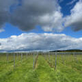 Les130, les ch’tis vignerons