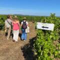 45 vignerons des Terrasses du Larzac à rencontrer !