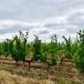 Célébrer le Chenin et sa magie