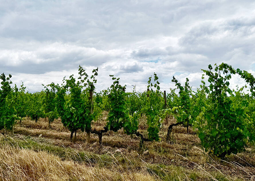 ouverture chenin
