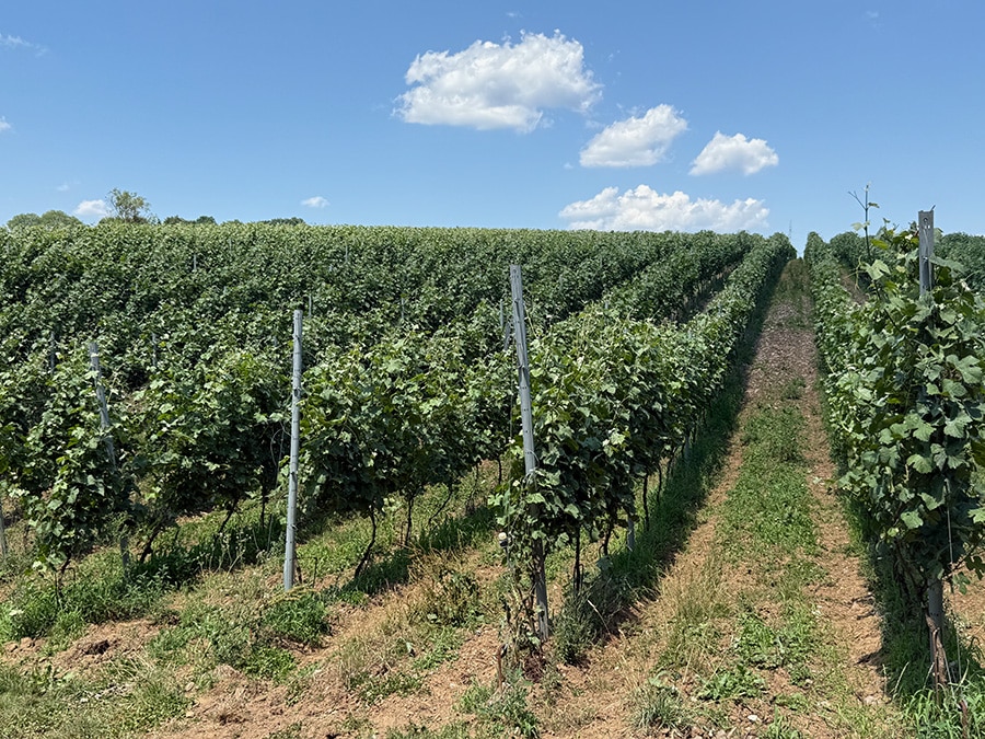 vignes1