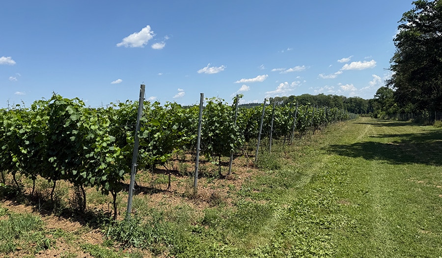vignes2