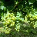 Vin belge : les chiffres 2025