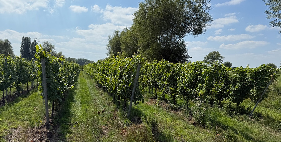 02 vignes
