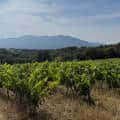 2025, le secteur viti-vinicole mondial en recul