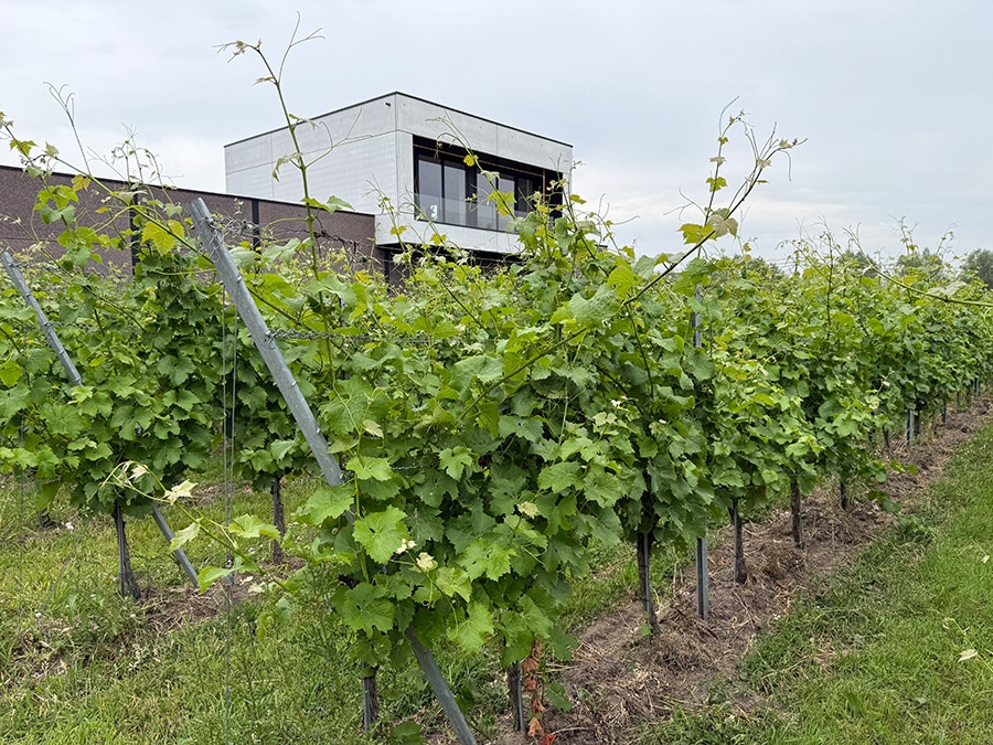 04 vignes chai