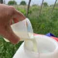 Oubliez la bouillie bordelaise, voici… le lait
