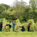 La Belgique est-elle déjà trop chaude pour certains cépages ?
