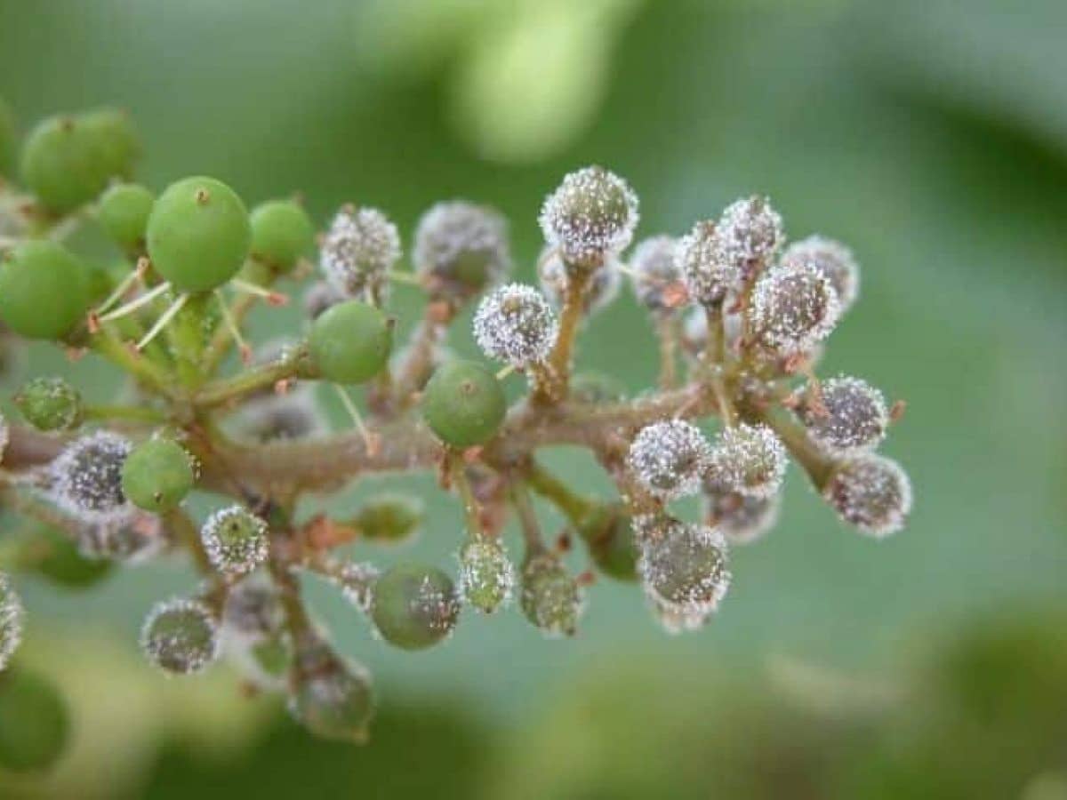 peronospora della vite