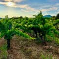 Languedoc : Montpeyroux passe en appellation communale