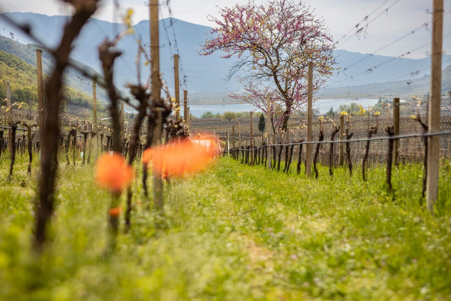 foto 1 ©tv kaltern am see marion lafogler (2)