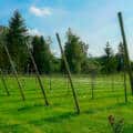 Les vignerons néerlandais ont produit 1,5 million de bouteilles en 2025