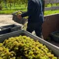 Vendanges 2026 en Europe : deux semaines d’avance
