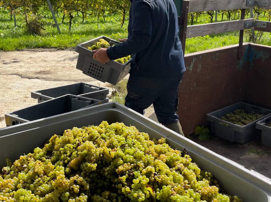 vendanges2601